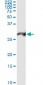 PSMA7 Antibody (monoclonal) (M01)